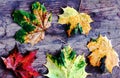 Green, red and yellow autumn leaves on a wooden background Royalty Free Stock Photo