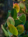 Green red yellow color manzanita leaf detail shot