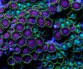 Green and Red Zoanthid Polyp Coral