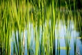 Green reed abstract background Royalty Free Stock Photo