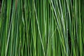 Green reed background