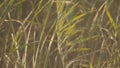 Green reed background. Stock. Close-up of reed bushes rustling in wind. Summer lush green vegetation in warm sun