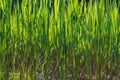 A green reed backlit by the sun grows in a swamp by a pond Royalty Free Stock Photo