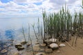 Green reed on the beach with sand and stones, Baltic sea coast