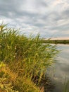 Green reed bush growing on the lake. Royalty Free Stock Photo