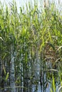 Green reed canary grass on a lake Royalty Free Stock Photo