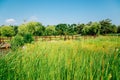 Green reed field with fence at Wolmi Park Traditional Garden in Incheon, Korea