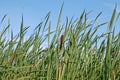 Green reed Royalty Free Stock Photo