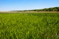 Green reed field Royalty Free Stock Photo