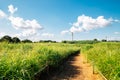 Green reed field at World Cup Park, Sky park in Seoul, Korea Royalty Free Stock Photo