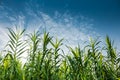 Green reed grass and blue sky