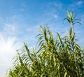 Green reed grass and blue sky