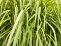 green reed grass nature background Royalty Free Stock Photo