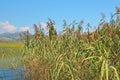 green reed grass nature leaves with wind blowing and flower blossom on natural Royalty Free Stock Photo