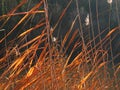 green reed grass nature leaves with wind blowing and flower blossom on natural Royalty Free Stock Photo