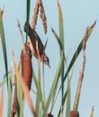 green reed grass nature leaves with wind blowing and flower blossom on natural Royalty Free Stock Photo