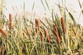 green reed grass nature leaves with wind blowing and flower blossom on natural Royalty Free Stock Photo