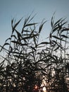 green reed grass nature leaves with wind blowing and flower blossom on natural Royalty Free Stock Photo