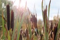 green reed grass nature leaves with wind blowing and flower blossom on natural Royalty Free Stock Photo