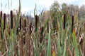 green reed grass nature leaves with wind blowing and flower blossom on natural Royalty Free Stock Photo