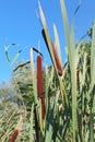 green reed grass nature leaves with wind blowing and flower blossom on natural Royalty Free Stock Photo