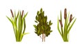 Green Reed Grass with Stalk and Leaves as Outdoor Growth Vector Set