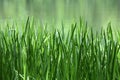 Green Reed on a Lake Royalty Free Stock Photo