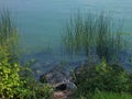 Green reed at the lake side Royalty Free Stock Photo