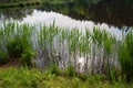 Green reed at the moor lake shore, reflection in the water Royalty Free Stock Photo