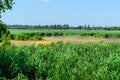 Green reed plants in a lake Royalty Free Stock Photo