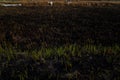 Green reed shoots on burnt ground after nature fire. Environmental protection, saving Earth flora, global warming