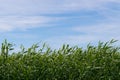 Green reed and sky