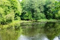 Green reed on surface of swamp in forest Royalty Free Stock Photo