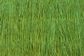 Green reed texture wallpaper or background