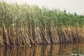 Green reed in the water, nature background Royalty Free Stock Photo