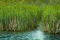 Green Reed Wetlands