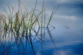 Green reeds in blue water Royalty Free Stock Photo