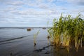 Green reeds close-up on the seashore, evening hard side sunlight Royalty Free Stock Photo