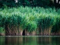 Green reeds are growing close to the river in spring.