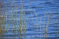 GREEN REEDS GROWING IN A DAM WITH BLUE WATER Royalty Free Stock Photo