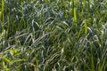 green reeds on the lake close up. Background with thickets of reeds on a swampy lake. Can be used as a background or texture Royalty Free Stock Photo