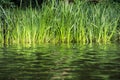 Green Reeds On The Lake Shore.