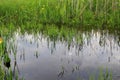 Green reeds in marsh