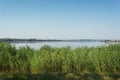 Green reeds near the river and blue sky Royalty Free Stock Photo