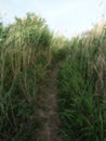Green reeds, path Royalty Free Stock Photo