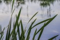 Green reeds on the pond Royalty Free Stock Photo