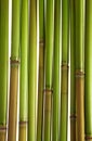 Green reeds