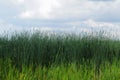 Green reeds by the river, green grass in summer Royalty Free Stock Photo