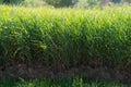 Green reeds rushes background. Brushwood of cane blowing in the wind. Wild grass next to water. Tuft of grass