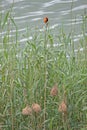 RED BISHOP BIRD AND NESTS BY THE WATER SIDE Royalty Free Stock Photo